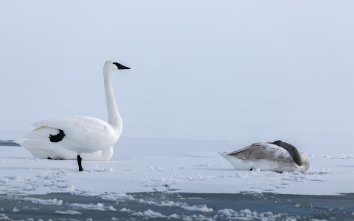 Swans and white snow from Chrome web store to be run with OffiDocs Chromium online Swans and white snow from Chrome web store to be run with OffiDocs Chromium online