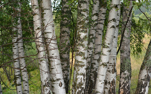 tall and long tree from Chrome web store to be run with OffiDocs Chromium online tall and long tree from Chrome web store to be run with OffiDocs Chromium online