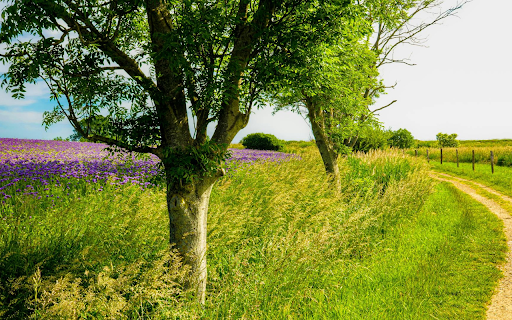 The beautiful small road from Chrome web store to be run with OffiDocs Chromium online The beautiful small road from Chrome web store to be run with OffiDocs Chromium online