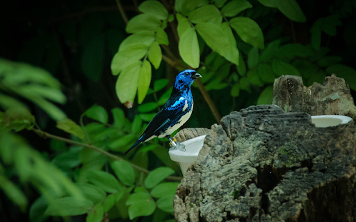 The blue bird drinks water from Chrome web store to be run with OffiDocs Chromium online The blue bird drinks water from Chrome web store to be run with OffiDocs Chromium online