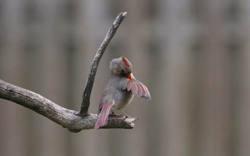 The Cardinal Preening from Chrome web store to be run with OffiDocs Chromium online The Cardinal Preening from Chrome web store to be run with OffiDocs Chromium online