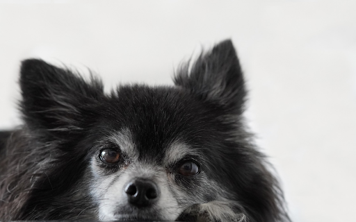 The chihuahua dog from Chrome web store to be run with OffiDocs Chromium online The chihuahua dog from Chrome web store to be run with OffiDocs Chromium online