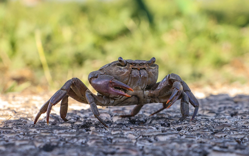 The Crab and the Red Claw from Chrome web store to be run with OffiDocs Chromium online The Crab and the Red Claw from Chrome web store to be run with OffiDocs Chromium online