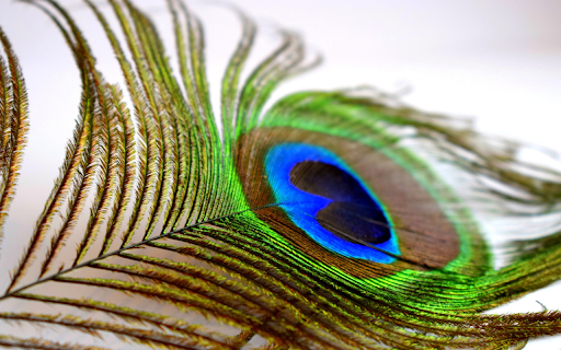 The feather from Chrome web store to be run with OffiDocs Chromium online The feather from Chrome web store to be run with OffiDocs Chromium online