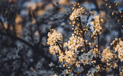 THE FLOWER Theme from Chrome web store to be run with OffiDocs Chromium online THE FLOWER Theme from Chrome web store to be run with OffiDocs Chromium online