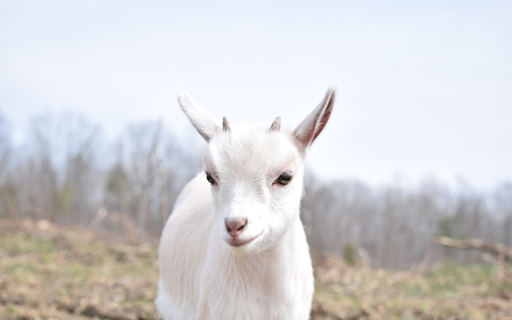 The goat baby from Chrome web store to be run with OffiDocs Chromium online The goat baby from Chrome web store to be run with OffiDocs Chromium online