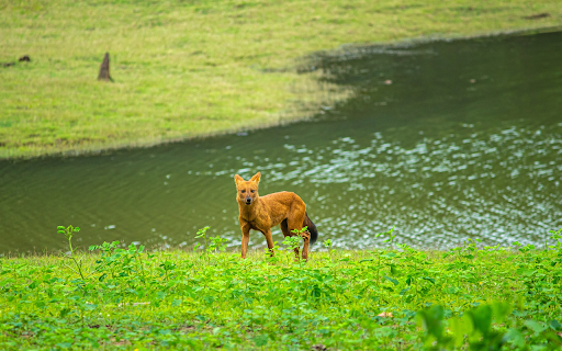 The Golden Fox by the River from Chrome web store to be run with OffiDocs Chromium online The Golden Fox by the River from Chrome web store to be run with OffiDocs Chromium online
