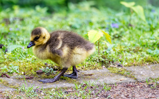 The Gosling from Chrome web store to be run with OffiDocs Chromium online The Gosling from Chrome web store to be run with OffiDocs Chromium online