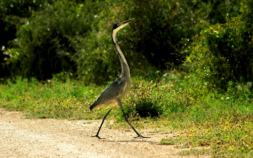 The Heron and the Long Neck from Chrome web store to be run with OffiDocs Chromium online The Heron and the Long Neck from Chrome web store to be run with OffiDocs Chromium online