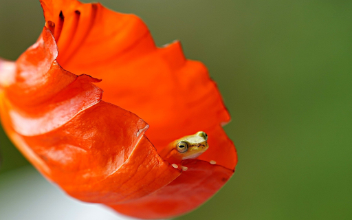 The little frog in the flower from Chrome web store to be run with OffiDocs Chromium online The little frog in the flower from Chrome web store to be run with OffiDocs Chromium online