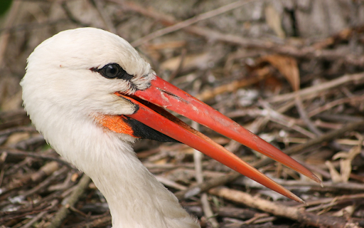 The Long Beaked Stork from Chrome web store to be run with OffiDocs Chromium online The Long Beaked Stork from Chrome web store to be run with OffiDocs Chromium online