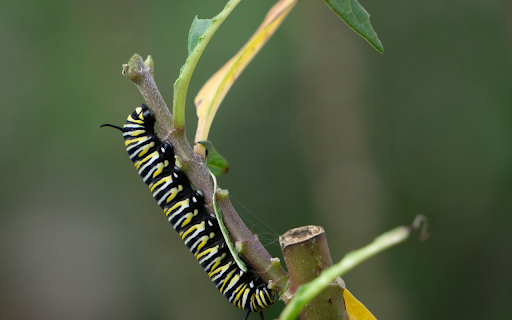 The long worm eats leaves from Chrome web store to be run with OffiDocs Chromium online The long worm eats leaves from Chrome web store to be run with OffiDocs Chromium online