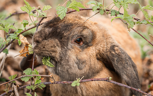 The Lop Eared Rabbit from Chrome web store to be run with OffiDocs Chromium online The Lop Eared Rabbit from Chrome web store to be run with OffiDocs Chromium online