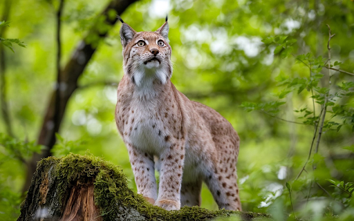 The lynx is light brown from Chrome web store to be run with OffiDocs Chromium online The lynx is light brown from Chrome web store to be run with OffiDocs Chromium online