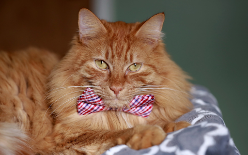 The Noble Cat from Chrome web store to be run with OffiDocs Chromium online The Noble Cat from Chrome web store to be run with OffiDocs Chromium online