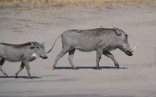 The Pig and the Tusks from Chrome web store to be run with OffiDocs Chromium online The Pig and the Tusks from Chrome web store to be run with OffiDocs Chromium online