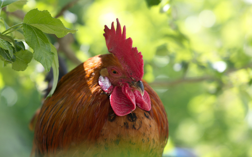 The Rooster and the Red Comb from Chrome web store to be run with OffiDocs Chromium online The Rooster and the Red Comb from Chrome web store to be run with OffiDocs Chromium online