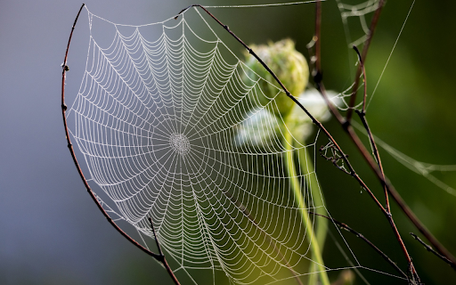 The spider web is skillfully woven from Chrome web store to be run with OffiDocs Chromium online The spider web is skillfully woven from Chrome web store to be run with OffiDocs Chromium online