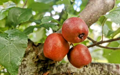 Three ripe apples from Chrome web store to be run with OffiDocs Chromium online Three ripe apples from Chrome web store to be run with OffiDocs Chromium online
