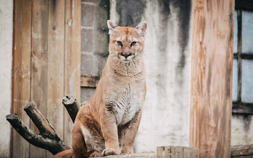 Tiger Cat from Chrome web store to be run with OffiDocs Chromium online Tiger Cat from Chrome web store to be run with OffiDocs Chromium online