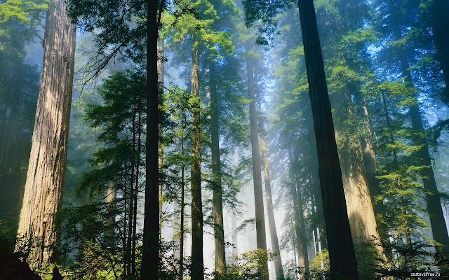 Trees from Chrome web store to be run with OffiDocs Chromium online Trees from Chrome web store to be run with OffiDocs Chromium online