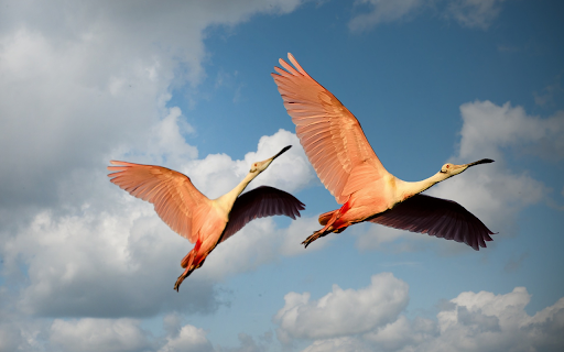 Two flamingos from Chrome web store to be run with OffiDocs Chromium online Two flamingos from Chrome web store to be run with OffiDocs Chromium online