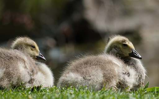 Two geese on the grass from Chrome web store to be run with OffiDocs Chromium online Two geese on the grass from Chrome web store to be run with OffiDocs Chromium online