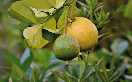 Two grapefruits from Chrome web store to be run with OffiDocs Chromium online Two grapefruits from Chrome web store to be run with OffiDocs Chromium online