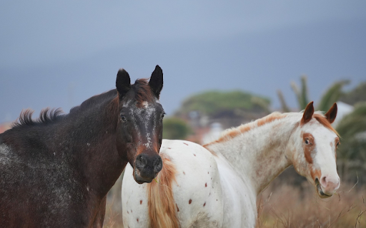 Two horses from Chrome web store to be run with OffiDocs Chromium online Two horses from Chrome web store to be run with OffiDocs Chromium online