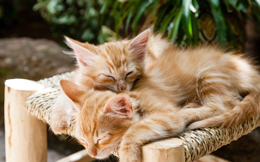 Two yellow cats from Chrome web store to be run with OffiDocs Chromium online Two yellow cats from Chrome web store to be run with OffiDocs Chromium online