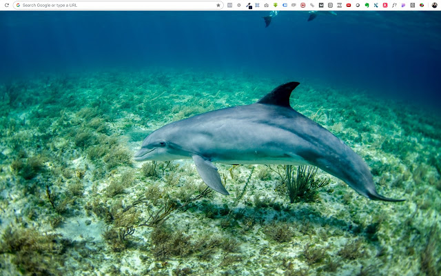 Wallpapers for Chrome from Chrome web store to be run with OffiDocs Chromium online Wallpapers for Chrome from Chrome web store to be run with OffiDocs Chromium online