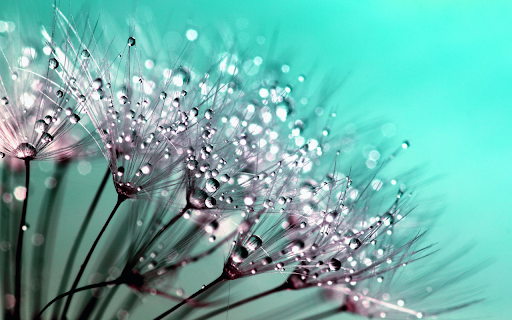Water balloon flowers from Chrome web store to be run with OffiDocs Chromium online Water balloon flowers from Chrome web store to be run with OffiDocs Chromium online