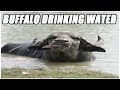 Water Buffalo Ranch from Chrome web store to be run with OffiDocs Chromium online Water Buffalo Ranch from Chrome web store to be run with OffiDocs Chromium online