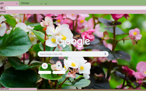Wax Begonia from Chrome web store to be run with OffiDocs Chromium online Wax Begonia from Chrome web store to be run with OffiDocs Chromium online