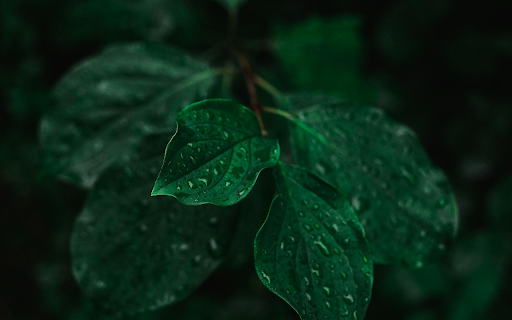 Wet green branches from Chrome web store to be run with OffiDocs Chromium online Wet green branches from Chrome web store to be run with OffiDocs Chromium online