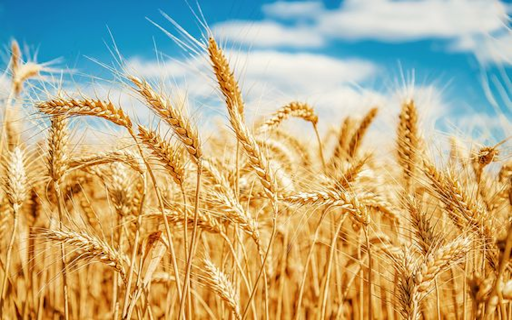 wheat plant wallpaper from Chrome web store to be run with OffiDocs Chromium online wheat plant wallpaper from Chrome web store to be run with OffiDocs Chromium online