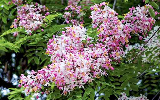 White and purple flowers from Chrome web store to be run with OffiDocs Chromium online White and purple flowers from Chrome web store to be run with OffiDocs Chromium online