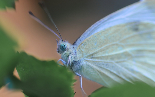 White butterfly from Chrome web store to be run with OffiDocs Chromium online White butterfly from Chrome web store to be run with OffiDocs Chromium online