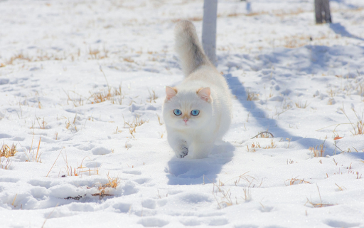 White cat playing in the snow from Chrome web store to be run with OffiDocs Chromium online White cat playing in the snow from Chrome web store to be run with OffiDocs Chromium online