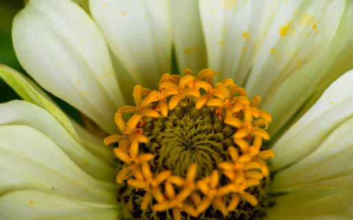 White flowers with yellow pistils from Chrome web store to be run with OffiDocs Chromium online White flowers with yellow pistils from Chrome web store to be run with OffiDocs Chromium online