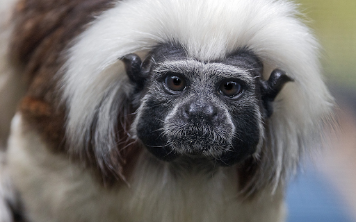 White haired monkey from Chrome web store to be run with OffiDocs Chromium online White haired monkey from Chrome web store to be run with OffiDocs Chromium online