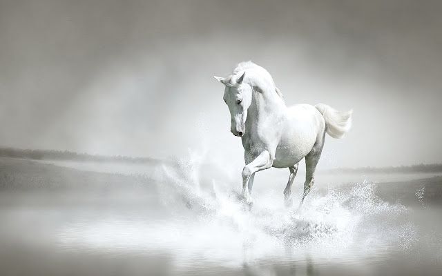 White Horse By RB Themes 1920X1080 from Chrome web store to be run with OffiDocs Chromium online White Horse By RB Themes 1920X1080 from Chrome web store to be run with OffiDocs Chromium online