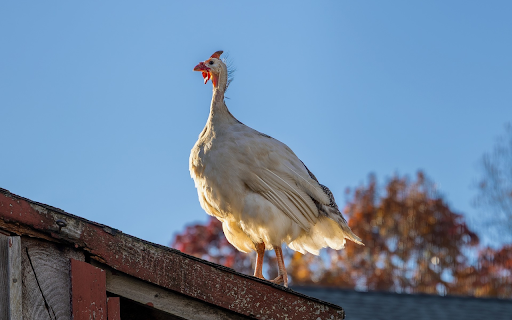 White Junglefowl from Chrome web store to be run with OffiDocs Chromium online White Junglefowl from Chrome web store to be run with OffiDocs Chromium online