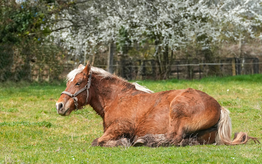 White Mane Horse from Chrome web store to be run with OffiDocs Chromium online White Mane Horse from Chrome web store to be run with OffiDocs Chromium online