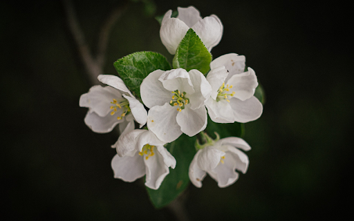 white pearl flower from Chrome web store to be run with OffiDocs Chromium online white pearl flower from Chrome web store to be run with OffiDocs Chromium online