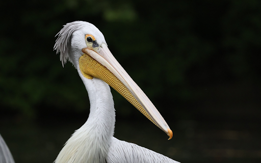 White Pelican from Chrome web store to be run with OffiDocs Chromium online White Pelican from Chrome web store to be run with OffiDocs Chromium online