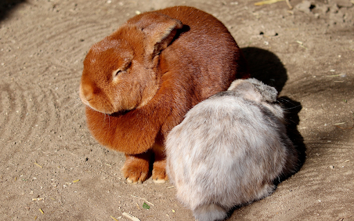 White Rabbit and Yellow Rabbit from Chrome web store to be run with OffiDocs Chromium online White Rabbit and Yellow Rabbit from Chrome web store to be run with OffiDocs Chromium online