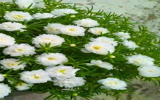 White ten oclock flower wallpaper from Chrome web store to be run with OffiDocs Chromium online White ten oclock flower wallpaper from Chrome web store to be run with OffiDocs Chromium online