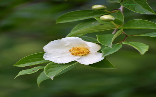 White Wildflower Wallpaper from Chrome web store to be run with OffiDocs Chromium online White Wildflower Wallpaper from Chrome web store to be run with OffiDocs Chromium online