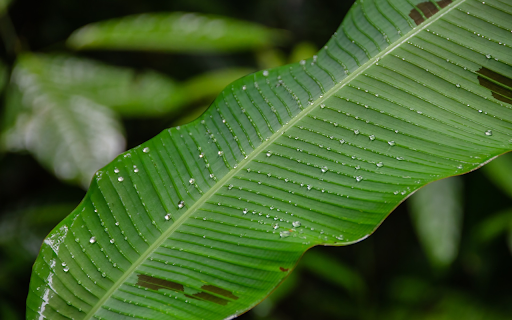 Wild bananas bathe in the rain from Chrome web store to be run with OffiDocs Chromium online Wild bananas bathe in the rain from Chrome web store to be run with OffiDocs Chromium online
